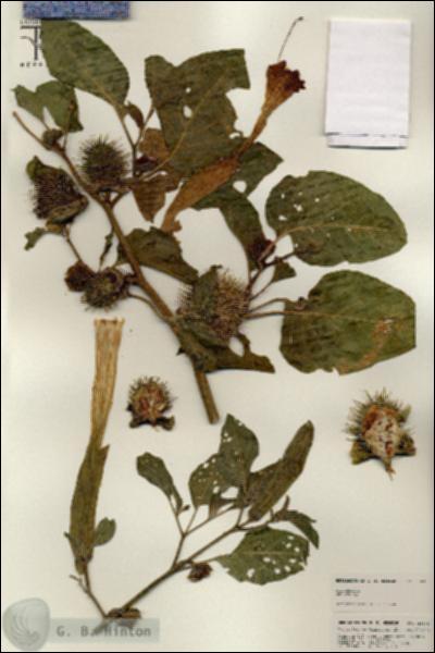URN_catalog_HBHinton_herbarium_25636.jpg.jpg