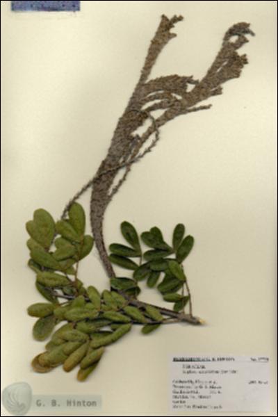 URN_catalog_HBHinton_herbarium_27729.jpg.jpg