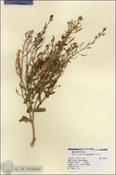 URN_catalog_HBHinton_herbarium_18503.jpg.jpg