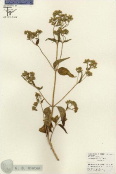 URN_catalog_HBHinton_herbarium_26008.jpg.jpg