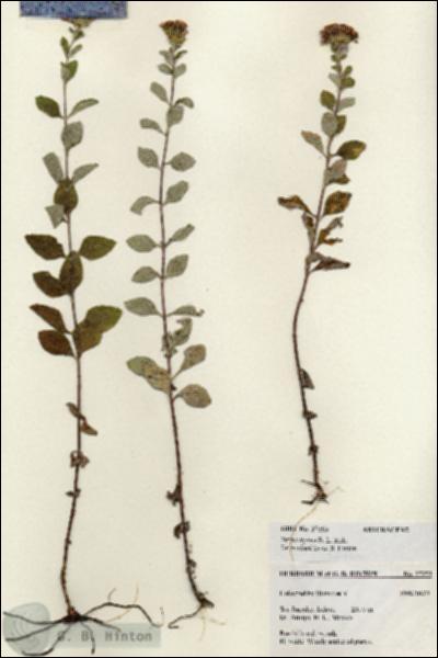 URN_catalog_HBHinton_herbarium_27253.jpg.jpg
