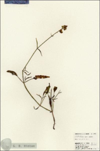 URN_catalog_HBHinton_herbarium_25682.jpg.jpg