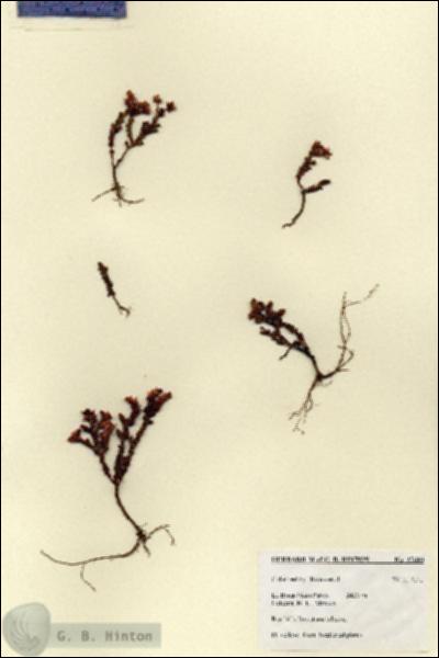 URN_catalog_HBHinton_herbarium_27680.jpg.jpg