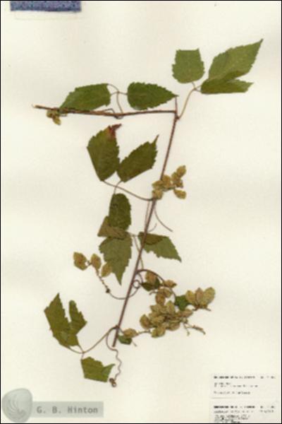 URN_catalog_HBHinton_herbarium_25007.jpg.jpg