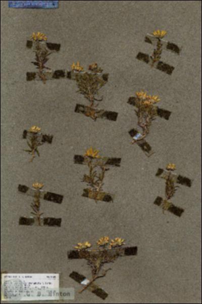 URN_catalog_HBHinton_herbarium_19559.jpg.jpg