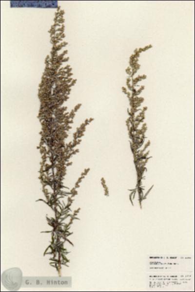 URN_catalog_HBHinton_herbarium_24946.jpg.jpg