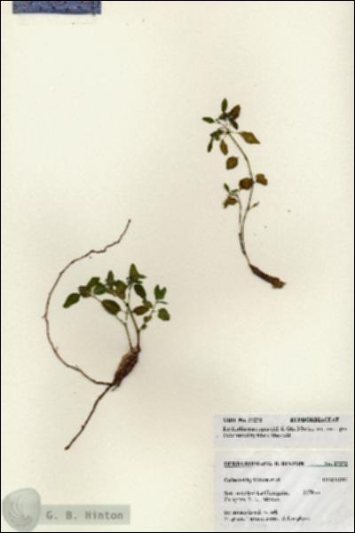 URN_catalog_HBHinton_herbarium_27272.jpg.jpg