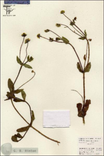 URN_catalog_HBHinton_herbarium_26188.jpg.jpg