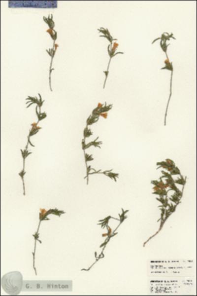 URN_catalog_HBHinton_herbarium_23048.jpg.jpg