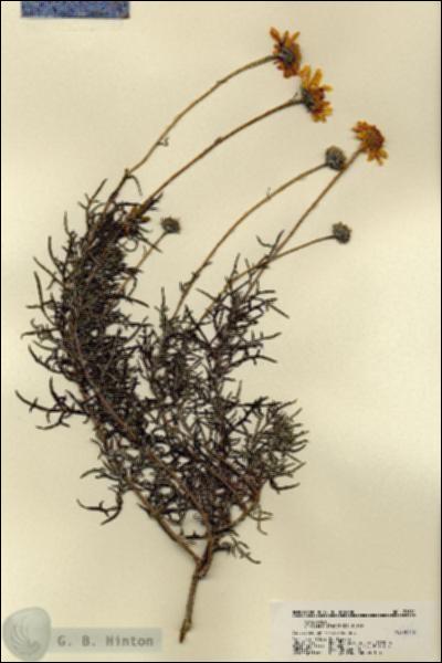 URN_catalog_HBHinton_herbarium_21981.jpg.jpg