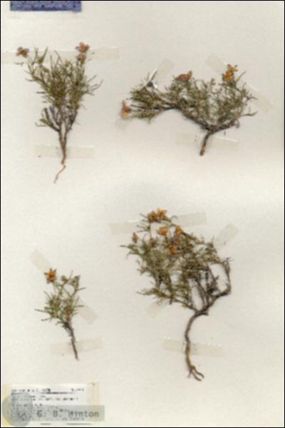 URN_catalog_HBHinton_herbarium_19221.jpg.jpg