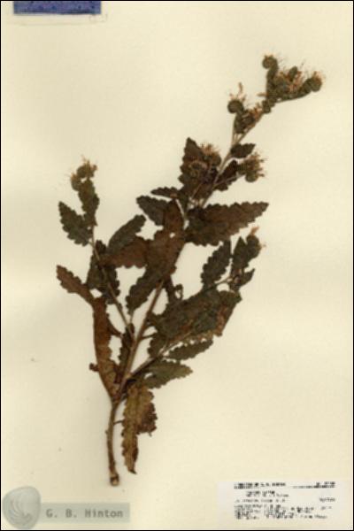 URN_catalog_HBHinton_herbarium_22088.jpg.jpg
