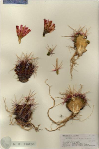 URN_catalog_HBHinton_herbarium_27128.jpg.jpg