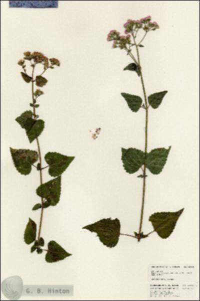 URN_catalog_HBHinton_herbarium_25105.jpg.jpg