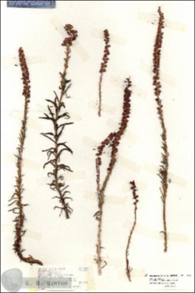 URN_catalog_HBHinton_herbarium_18594.jpg.jpg