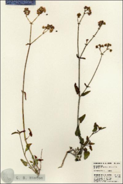 URN_catalog_HBHinton_herbarium_23163.jpg.jpg