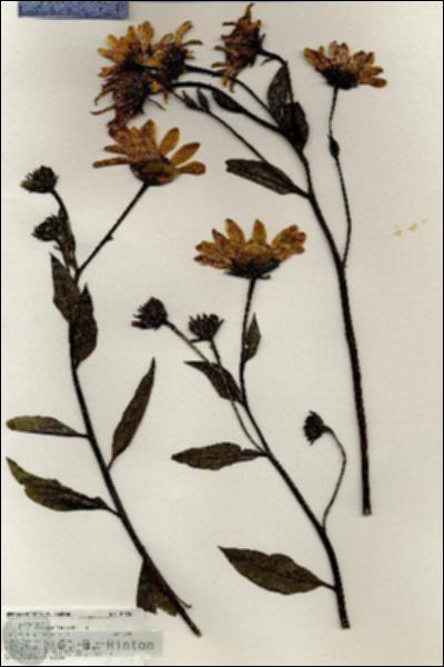 URN_catalog_HBHinton_herbarium_20738.jpg.jpg