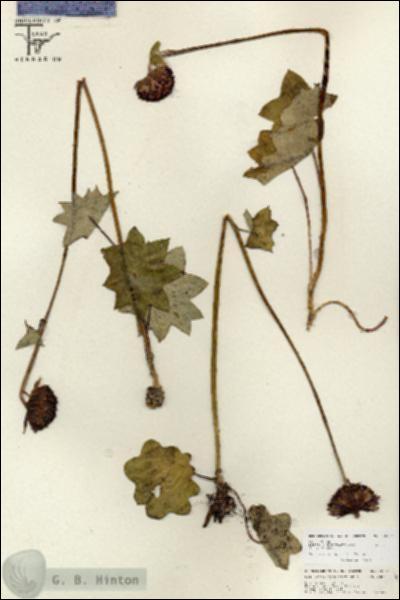 URN_catalog_HBHinton_herbarium_26794.jpg.jpg