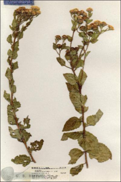 URN_catalog_HBHinton_herbarium_20499.jpg.jpg