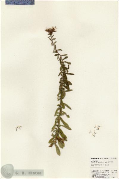 URN_catalog_HBHinton_herbarium_23924.jpg.jpg