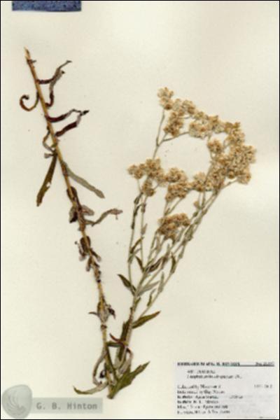 URN_catalog_HBHinton_herbarium_21237.jpg.jpg