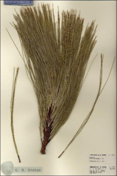 URN_catalog_HBHinton_herbarium_22751.jpg.jpg