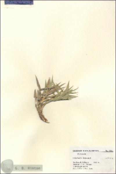 URN_catalog_HBHinton_herbarium_27051.jpg.jpg