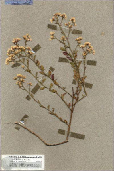 URN_catalog_HBHinton_herbarium_19823.jpg.jpg