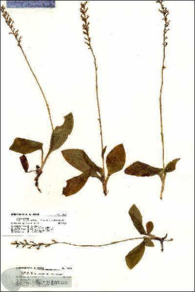 URN_catalog_HBHinton_herbarium_19260.jpg.jpg