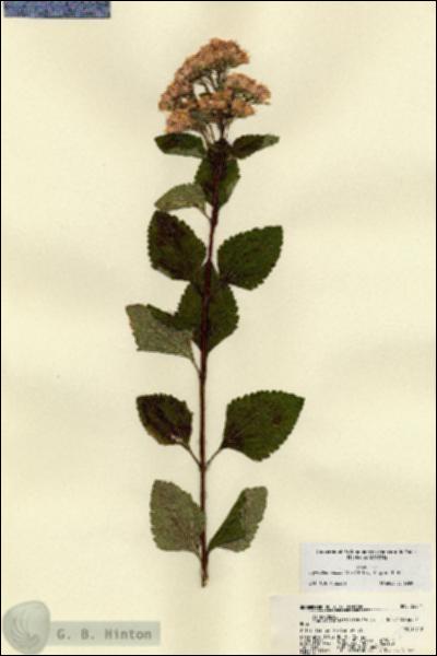 URN_catalog_HBHinton_herbarium_22511.jpg.jpg