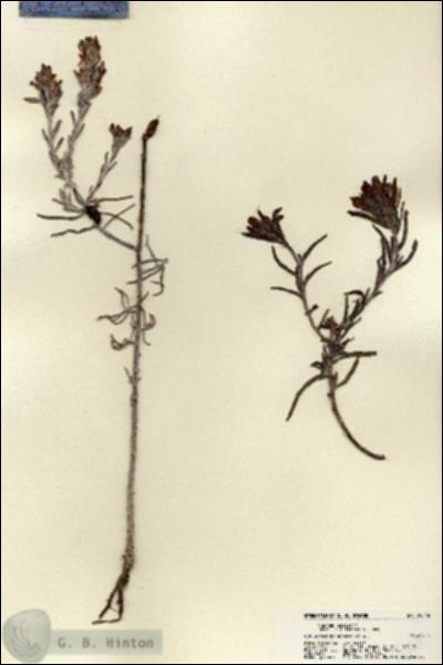URN_catalog_HBHinton_herbarium_22340.jpg.jpg
