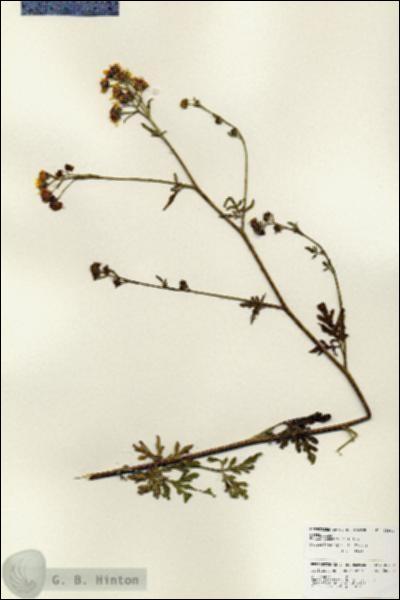 URN_catalog_HBHinton_herbarium_25900.jpg.jpg