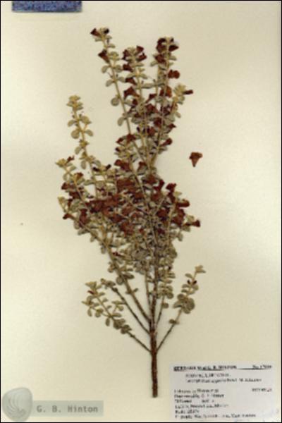 URN_catalog_HBHinton_herbarium_17640.jpg.jpg