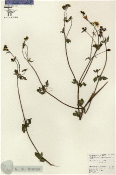 URN_catalog_HBHinton_herbarium_26527.jpg.jpg