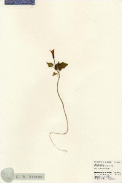 URN_catalog_HBHinton_herbarium_24004.jpg.jpg