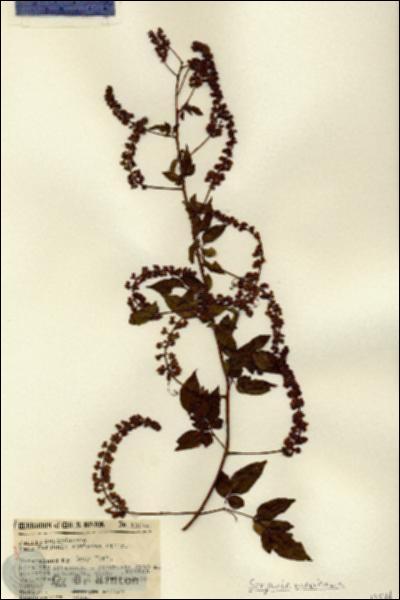 URN_catalog_HBHinton_herbarium_13544.jpg.jpg