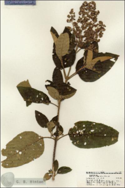 URN_catalog_HBHinton_herbarium_21752.jpg.jpg