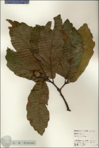 URN_catalog_HBHinton_herbarium_24692.jpg.jpg