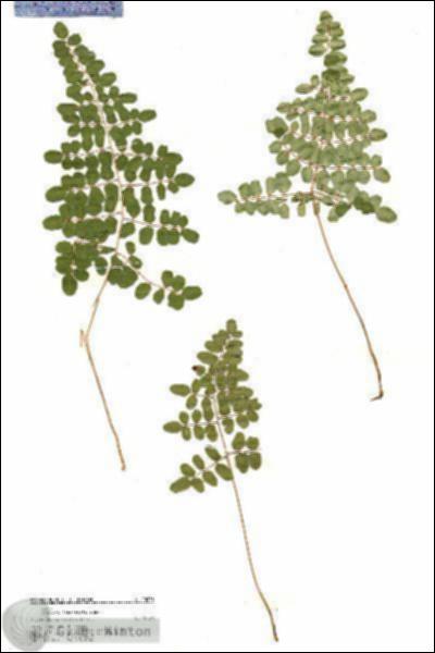 URN_catalog_HBHinton_herbarium_20078.jpg.jpg