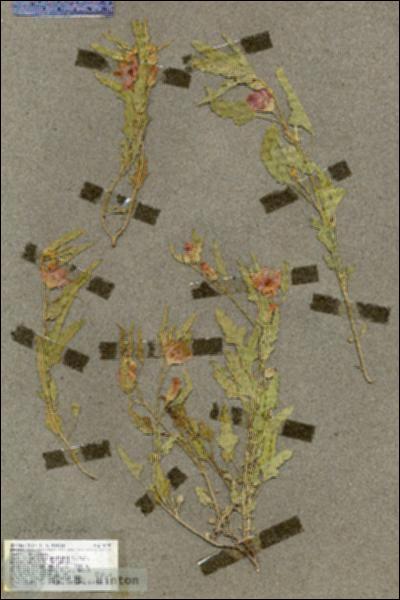 URN_catalog_HBHinton_herbarium_19491.jpg.jpg