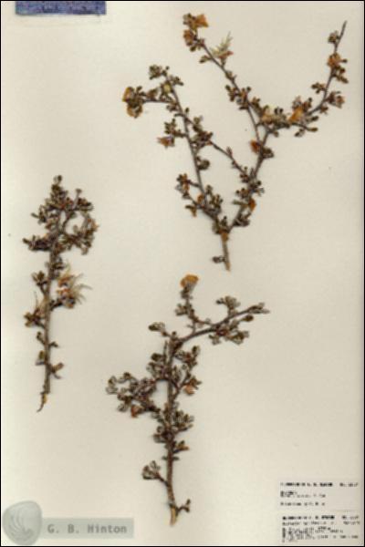 URN_catalog_HBHinton_herbarium_23581.jpg.jpg