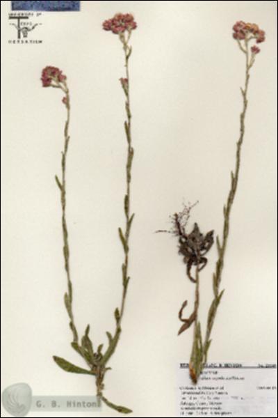 URN_catalog_HBHinton_herbarium_25549.jpg.jpg