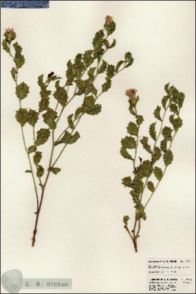 URN_catalog_HBHinton_herbarium_23022.jpg.jpg