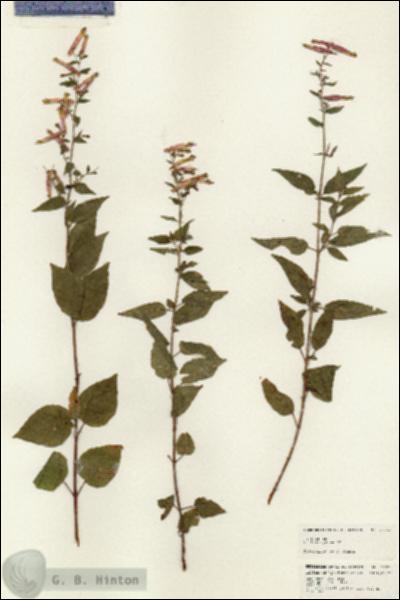 URN_catalog_HBHinton_herbarium_24672.jpg.jpg