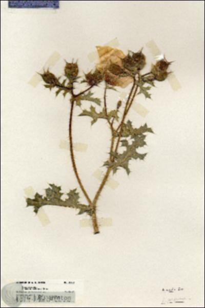 URN_catalog_HBHinton_herbarium_20130.jpg.jpg