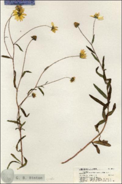 URN_catalog_HBHinton_herbarium_20902.jpg.jpg