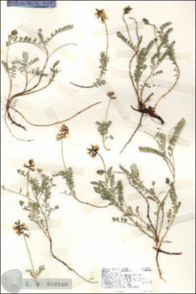 URN_catalog_HBHinton_herbarium_18381.jpg.jpg