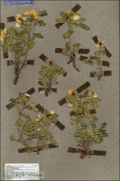 URN_catalog_HBHinton_herbarium_19592.jpg.jpg
