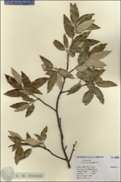 URN_catalog_HBHinton_herbarium_19006.jpg.jpg