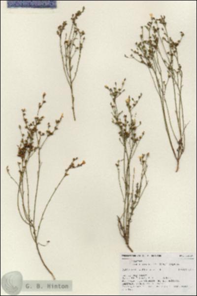 URN_catalog_HBHinton_herbarium_18526.jpg.jpg